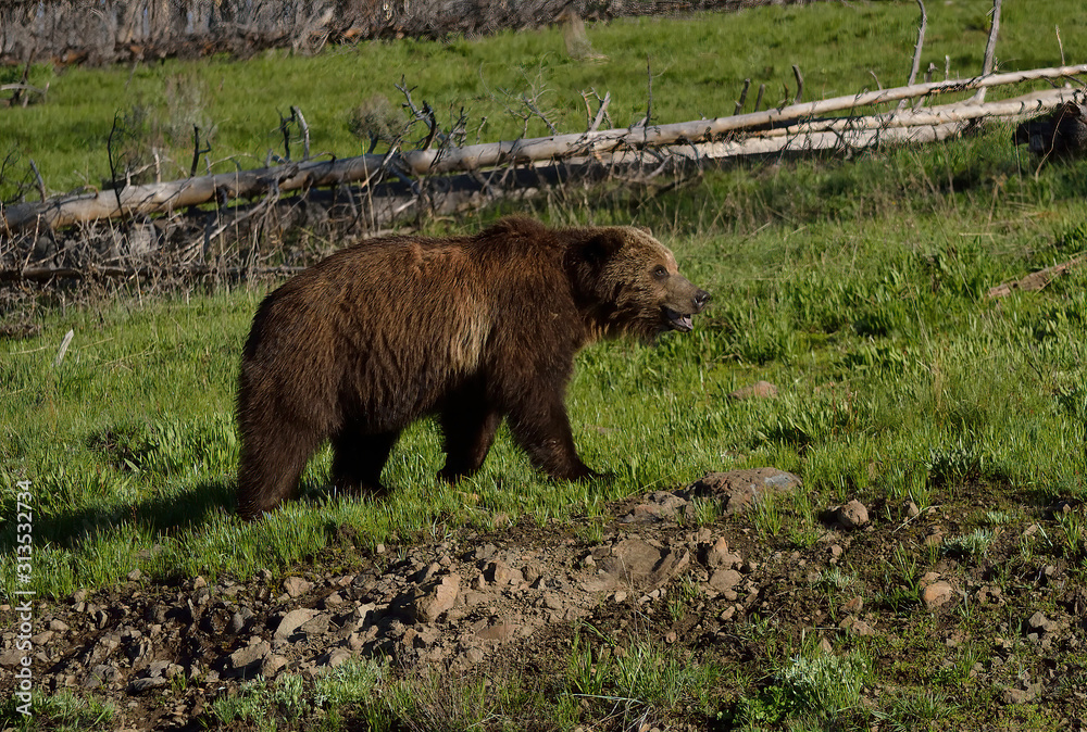 grizzly across the way grizzly across the way