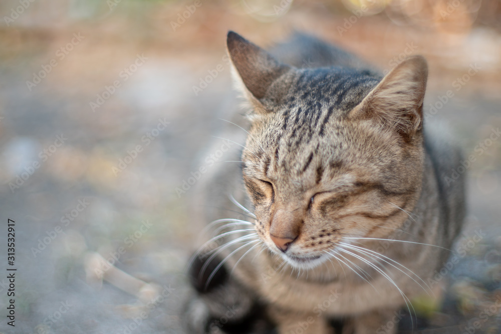 The striped cat sleeping , portrait of Thai cat The striped cat sleeping , portrait of Thai cat