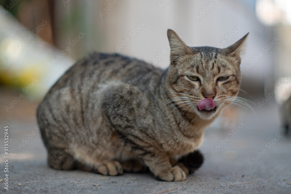 The striped cat walking at home, portrait of Thai cat