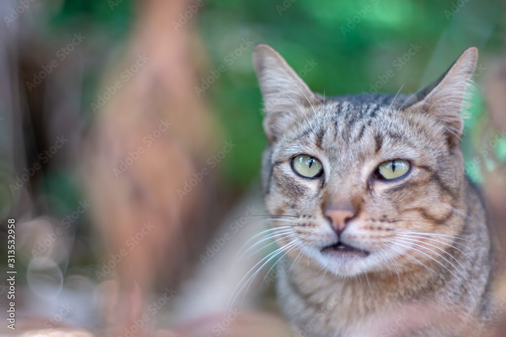 Portrait of striped cat looking, close up Thai cat