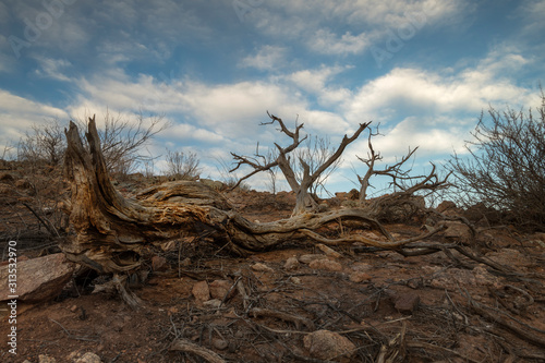 Drought-hit desert  Outback  Australia