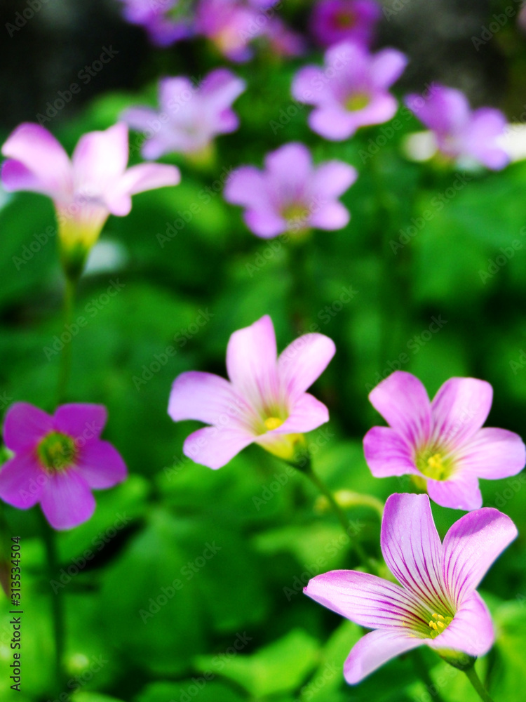 Oxalis corniculata flower is blooming on a sunny date in field. Oxalis corniculata is also know as creeping woodsorrel, procumbent yellow sorrel, or sleeping beauty, a common grass in the field. Oxalis corniculata flower is blooming on a sunny date in field. Oxalis corniculata is also know as creeping woodsorrel, procumbent yellow sorrel, or sleeping beauty, a common grass in the field.