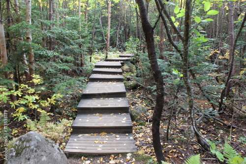 stairs in the forest