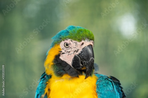 close up headshot portrait of colorful blue and yellow macaw parrot