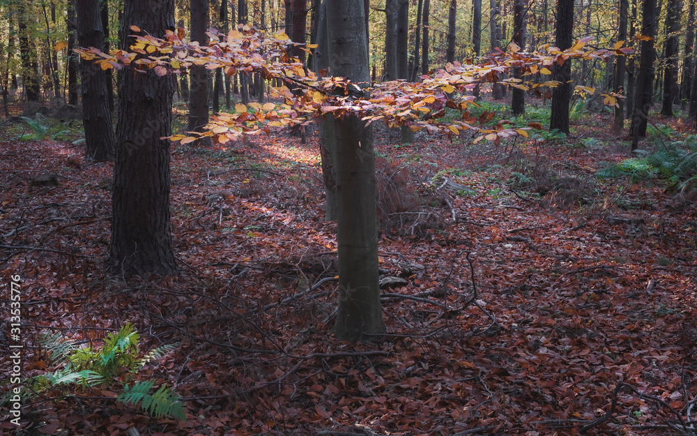 Autumn trees illuminated by the sun's rays Autumn trees illuminated by the sun's rays