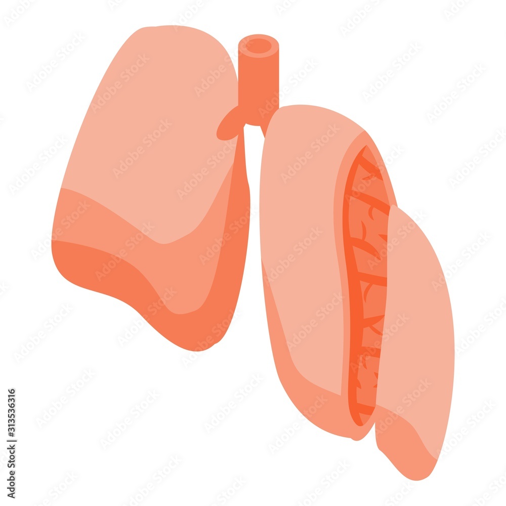 Section lungs icon. Isometric of section lungs vector icon for web design isolated on white background Section lungs icon. Isometric of section lungs vector icon for web design isolated on white background