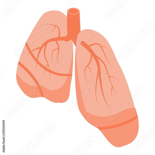 Human lungs icon. Isometric of human lungs vector icon for web design isolated on white background