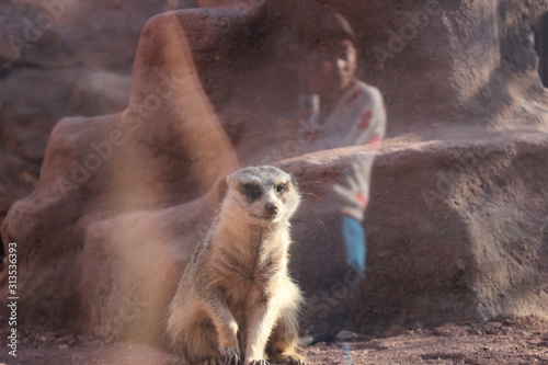 meerkat and reflexion