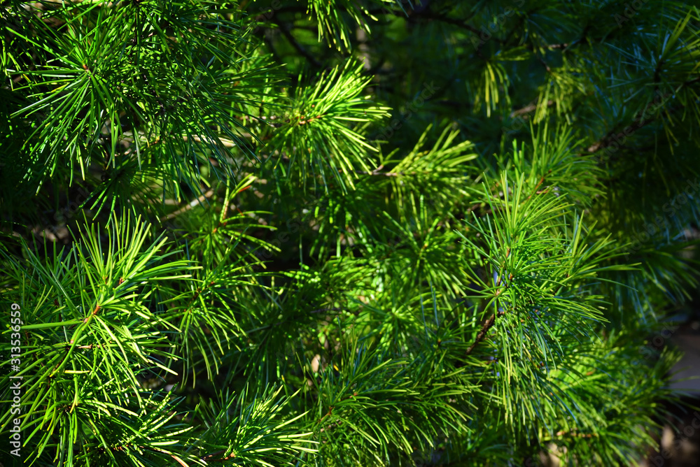 Japanese umbrella pine or Koya-maki tree in Koyasan, Japan. The trees is one of Japanâ€™s five scared trees....