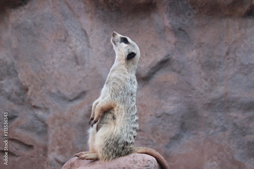 meerkat looking upwards © David