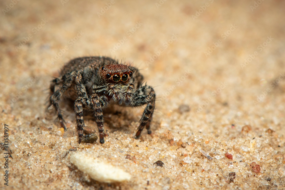 Image of jumping spiders (Salticidae) on a natural background., Insect. Animal.