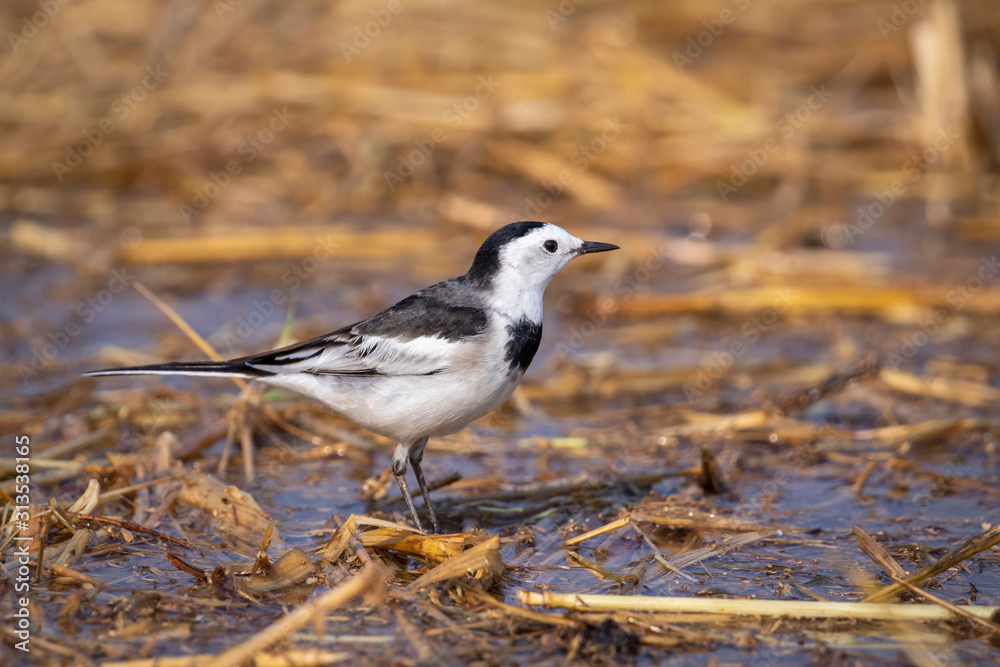 Image of white wagtail bird (Motacilla alba) on nature background. Birds. Animal. Image of white wagtail bird (Motacilla alba) on nature background. Birds. Animal.