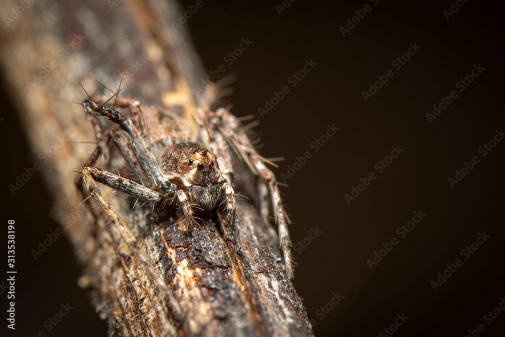 Image of Lynx spiders (Oxyopidae) on a natural background., Insect. Animal. Image of Lynx spiders (Oxyopidae) on a natural background., Insect. Animal.