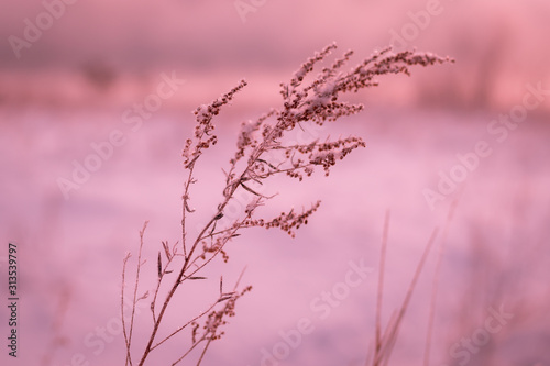 Frosty morning in the winter forest. Spikelets and blades of grass in hoarfrost on the background of a snowy field and forest.