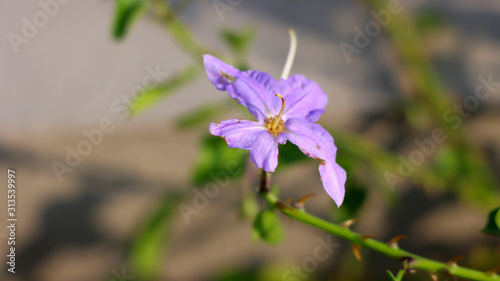 Blue Witch Nightshade - stock photo