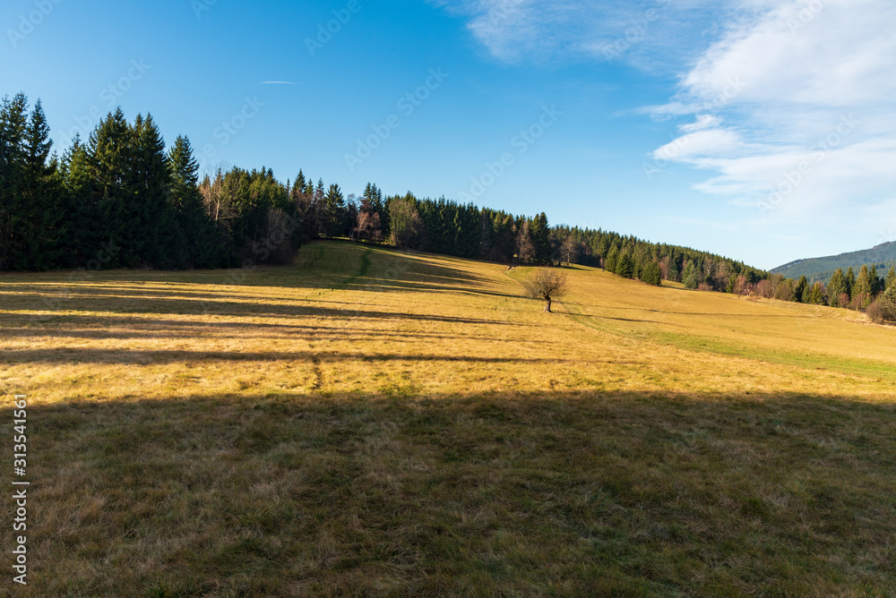 late autumn meadow with isolated trees and forest around