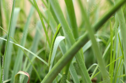 Closeup of Green Grass Stock Photo