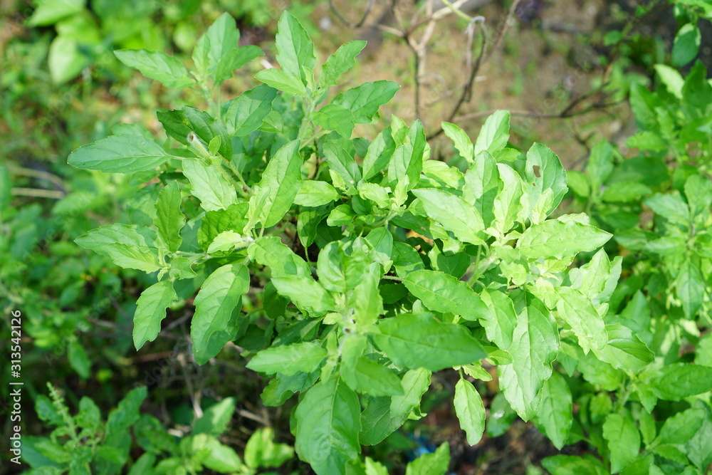 Holy basil is easily planted. Because it can grow in all weather conditions and also grow quickly Easy propagation Therefore popularly grown at home as a vegetable garden Holy basil is easily planted. Because it can grow in all weather conditions and also grow quickly Easy propagation Therefore popularly grown at home as a vegetable garden