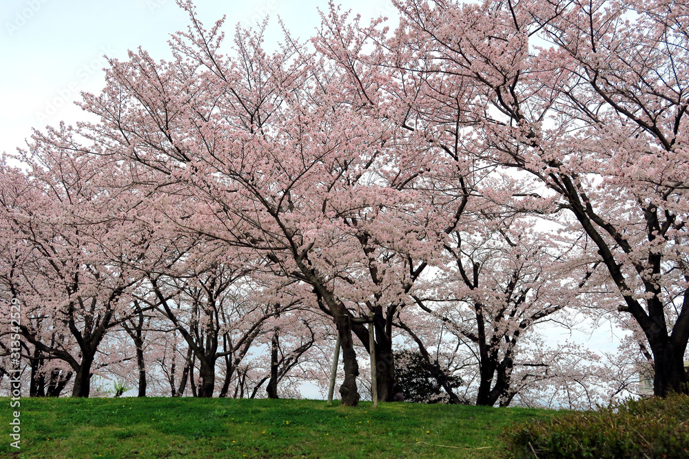 満開のサクラ並木 サクラ並木 満開の桜 サクラの花 満開のサクラ並木 サクラ並木 満開の桜 サクラの花