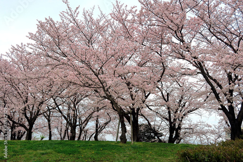 満開のサクラ並木 サクラ並木 満開の桜 サクラの花