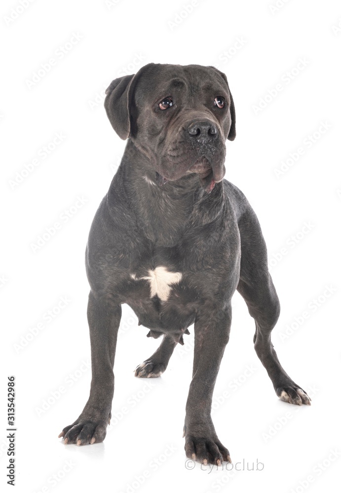 cane corso in studio