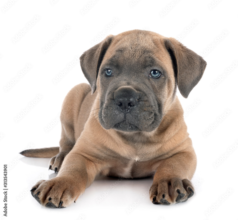 puppy cane corso