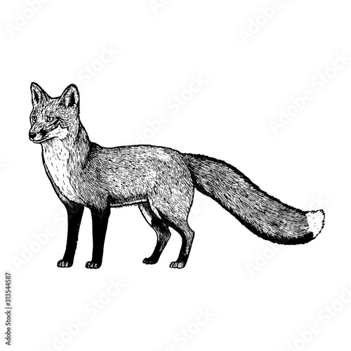 Hand drawn fox. Vector black white sketch.