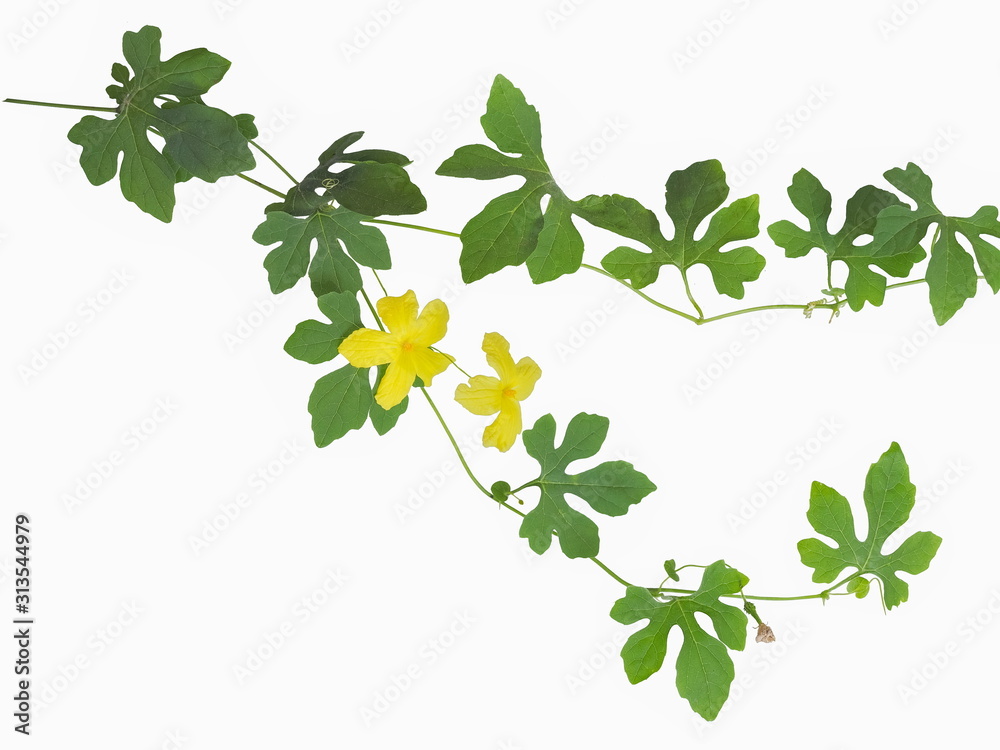 Top view of Bitter gourd (Momordica charantia) yellow flowers with