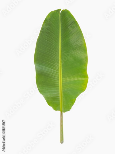 Top view green banana leaf isolated on white background.