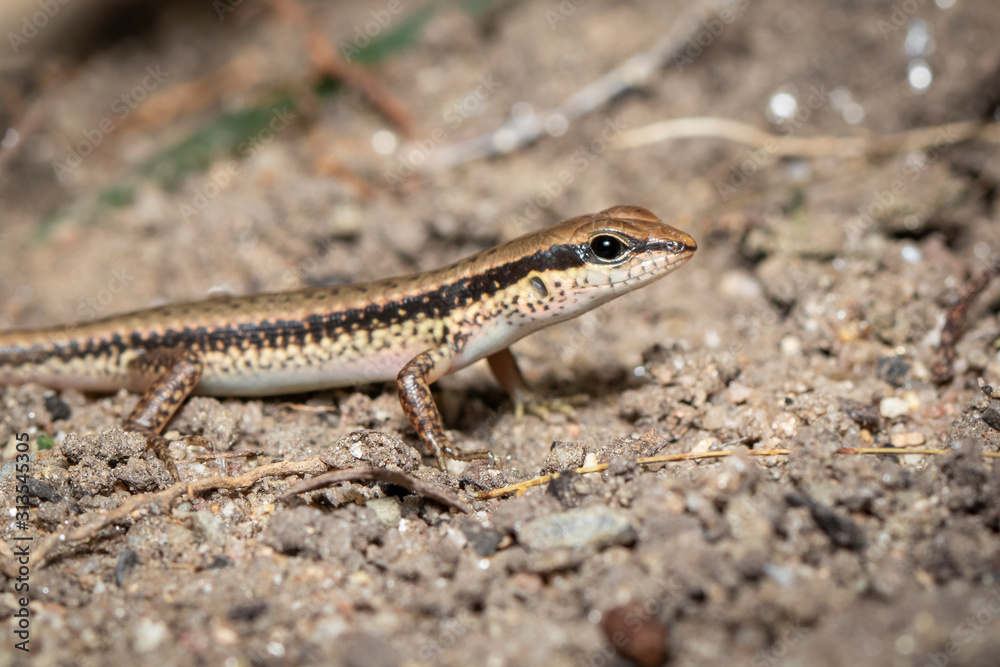 Image of a common garden skink (Scincidae) on the ground. Reptile. Animal Image of a common garden skink (Scincidae) on the ground. Reptile. Animal