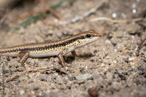 Image of a common garden skink (Scincidae) on the ground. Reptile. Animal