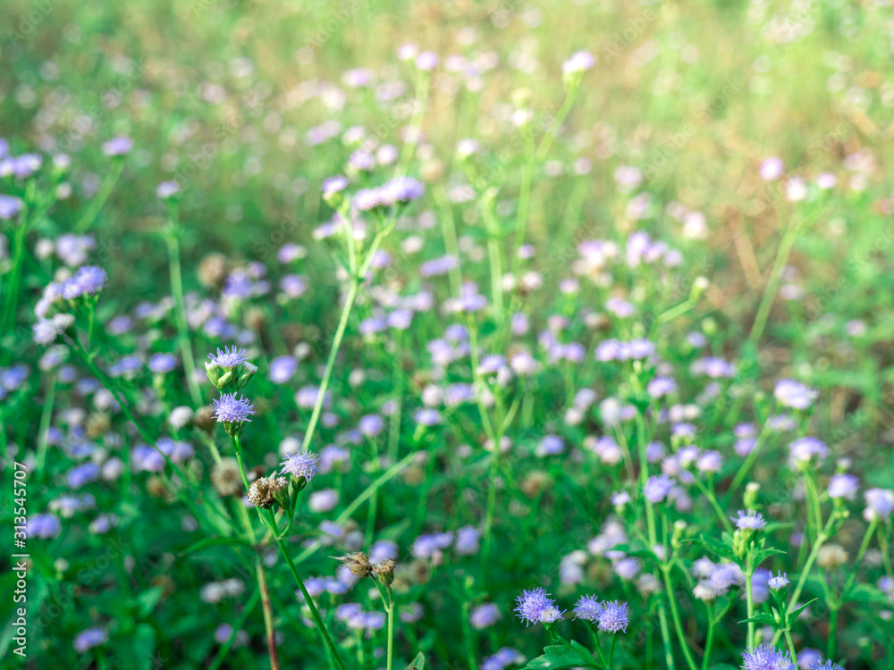 field of flowers, violet flowers, field background, flowers background. summer background