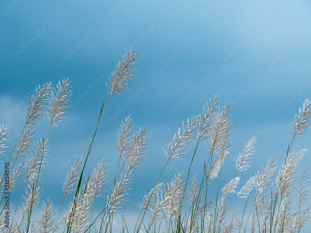 Obraz premium field of flowers, white flowers, field background, flowers background. summer background. White fluffy grass cereals against the blue clear sky background
