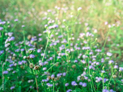 field of flowers  violet flowers  field background  flowers background. summer background