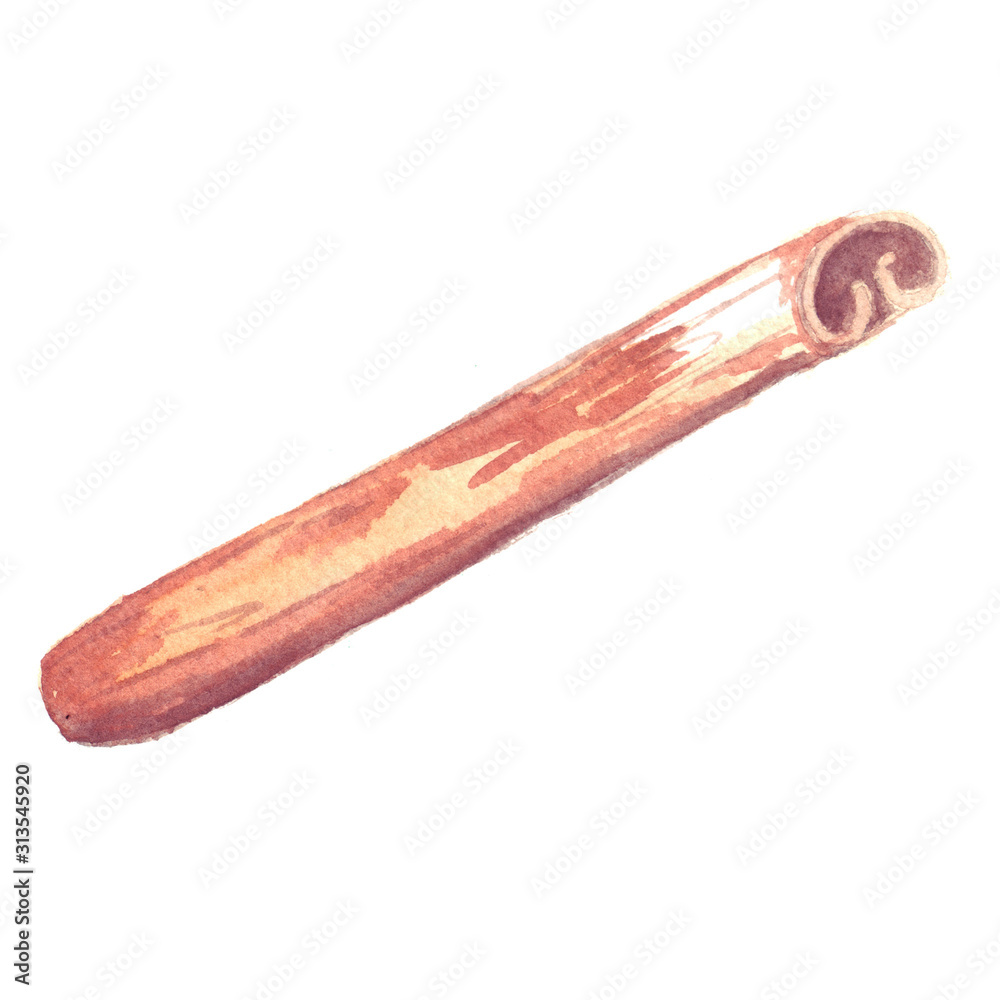 Fragrant brown cinnamon pod - dried tree bark, which is used as a spice. Watercolor hand drawn botanical illustration Fragrant brown cinnamon pod - dried tree bark, which is used as a spice. Watercolor hand drawn botanical illustration