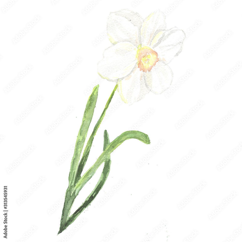 Narcissus with ribbon-like leaves of various widths. Flowers sit on the tops of the stems. Perianth is petal-shaped, in the form of a tubular funnel. In the vent there is a crown in the form of a bell