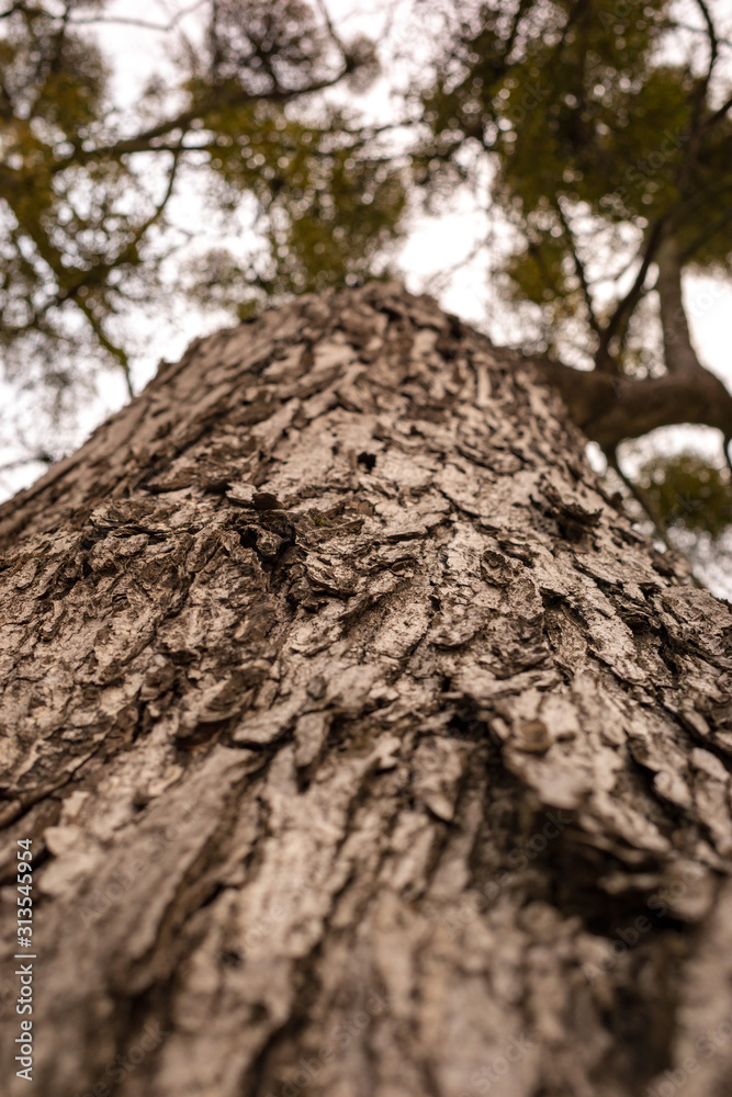 Closeup tree trunk with mistletoe on branches Closeup tree trunk with mistletoe on branches