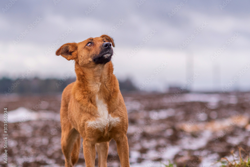 A homeless red dog plays outdoors in cloudy weather. A homeless red dog plays outdoors in cloudy weather.