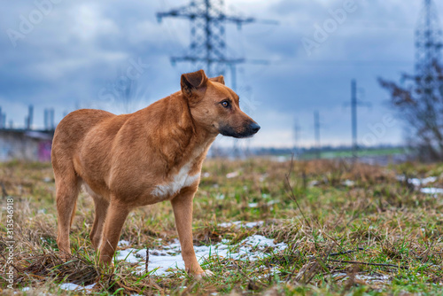 A homeless red dog plays outdoors in cloudy weather.