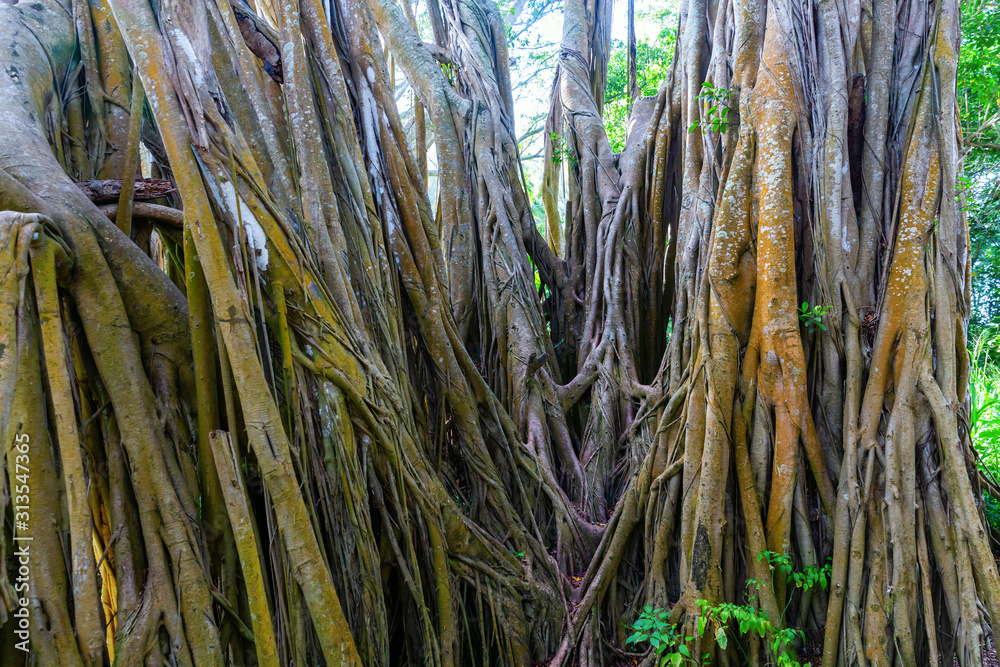 Obraz premium huge banyan tree at the Kawela Bay Beach Park at Oahu, Hawaii