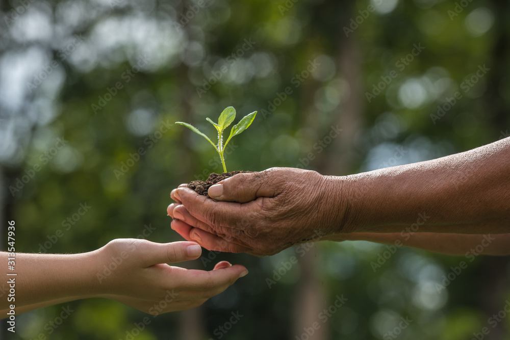 two hands holding together a green young plant. world environment day and sustainable environment in elderly people and children's volunteer hands. ecology concept