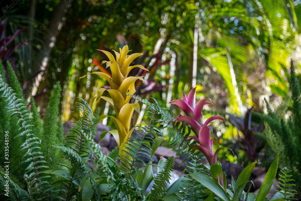 A pink and yellow Helonia plant in Maui, Hawaii A pink and yellow Helonia plant in Maui, Hawaii
