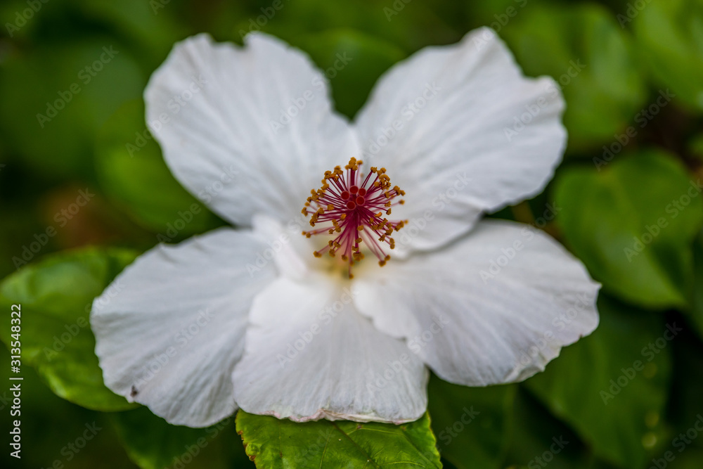 A white Hawaiian Hibiscus in Maui, Hawaii A white Hawaiian Hibiscus in Maui, Hawaii