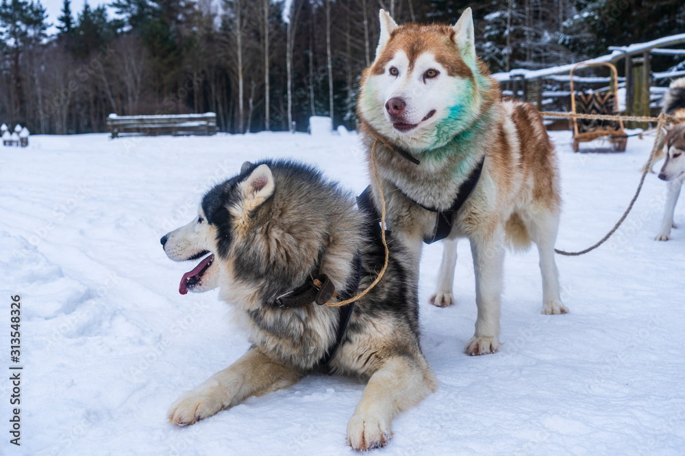 Two siberian husky funny face on the winter background. Pretty dogs. Animal concept. Two siberian husky funny face on the winter background. Pretty dogs. Animal concept.