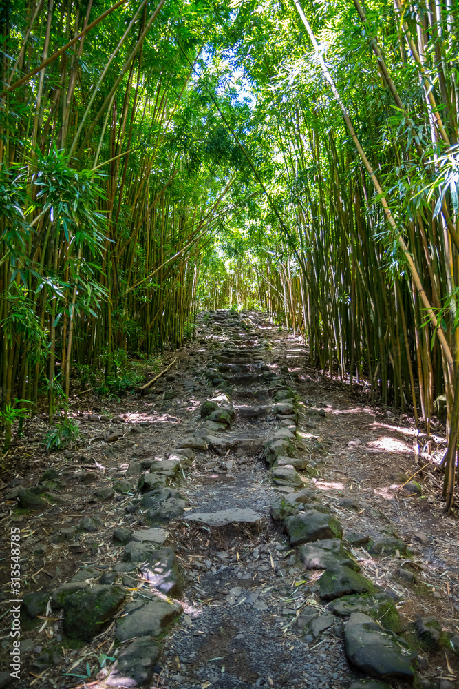 A gorgeous view of the forest in Maui, Hawaii A gorgeous view of the forest in Maui, Hawaii