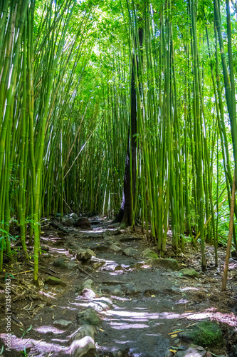 Fototapeta Naklejka Na Ścianę i Meble -  A gorgeous view of the forest in Maui, Hawaii