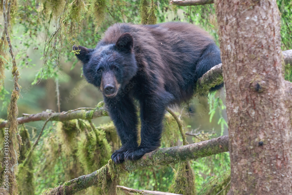 Obraz premium Bear Cub in Tree, Two Feet Forward