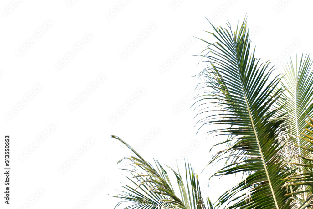 Nature tree leaf with isolated copy space