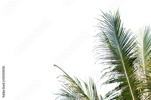 Nature tree leaf with isolated copy space