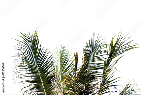 Nature tree leaf with isolated copy space
